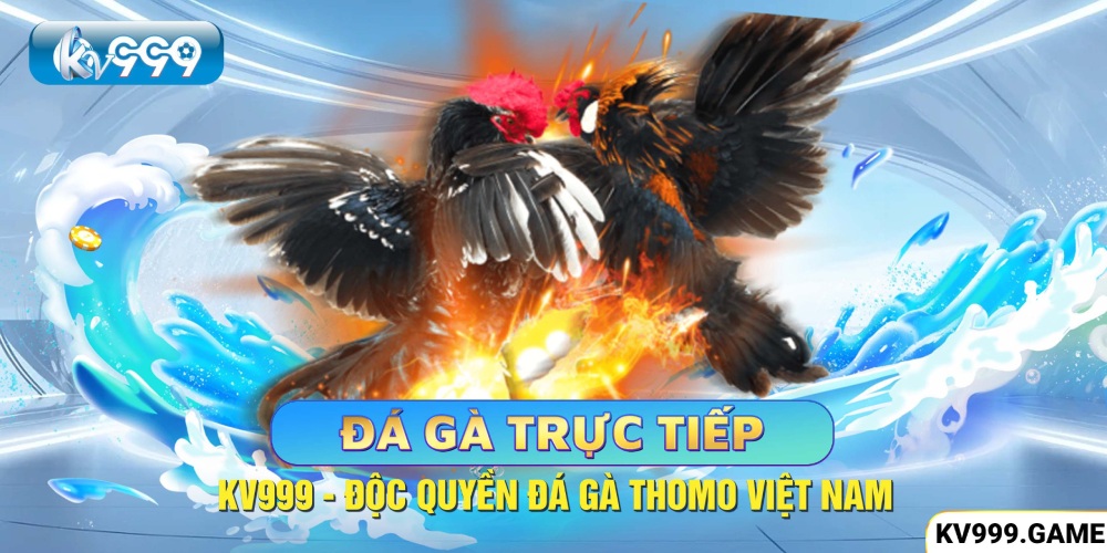 Đá gà trực tiếp độc quyền tại Việt Nam